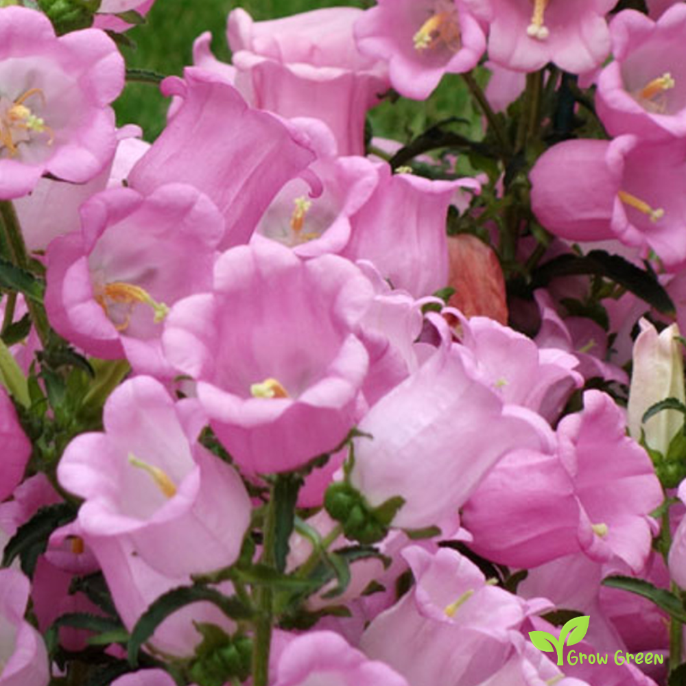 30 seeds of Pink Canterbury Bells - CAMPANULA MEDIUM + Gift 5 seeds of Sunflower