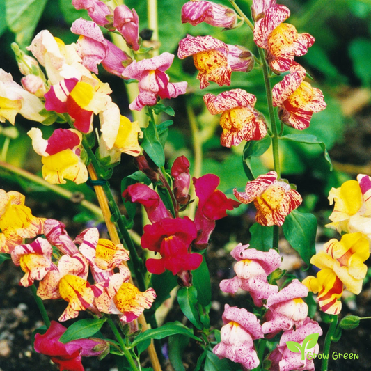20 seeds of Snapdragon Brighton Rock - ANTIRRHINUM MAJUS + Gift 5 seeds of Sunflower