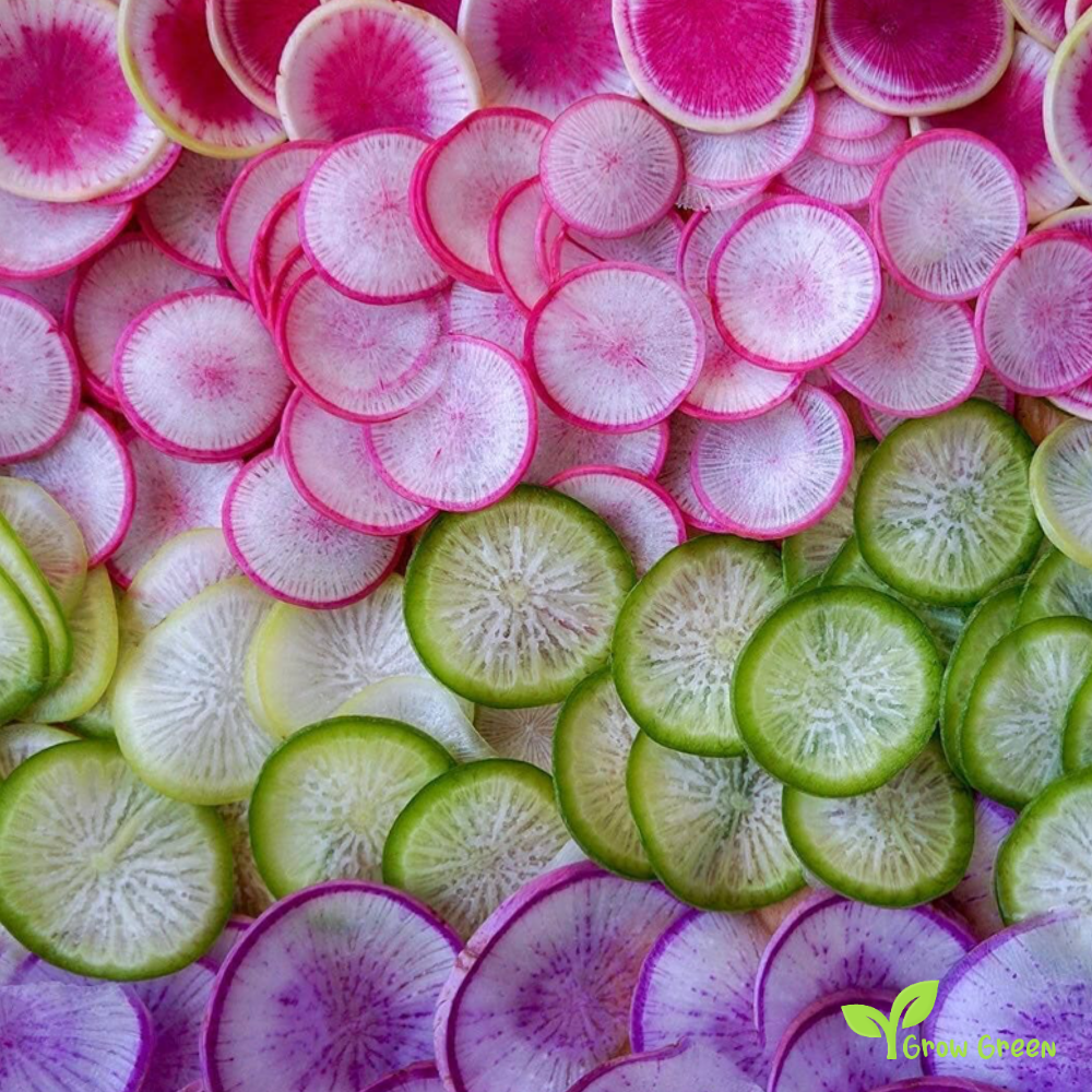 20 seeds of Rainbow Radish Mix 20 SEEDS - RAPHANUS SATIVUS + Gift 5 seeds of Sunflower