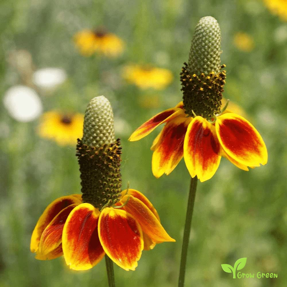 30 seeds of Mexican Hat - RATIBIDA COLUMNIFERA - Prairie + Gift 5 seeds of Sunflower