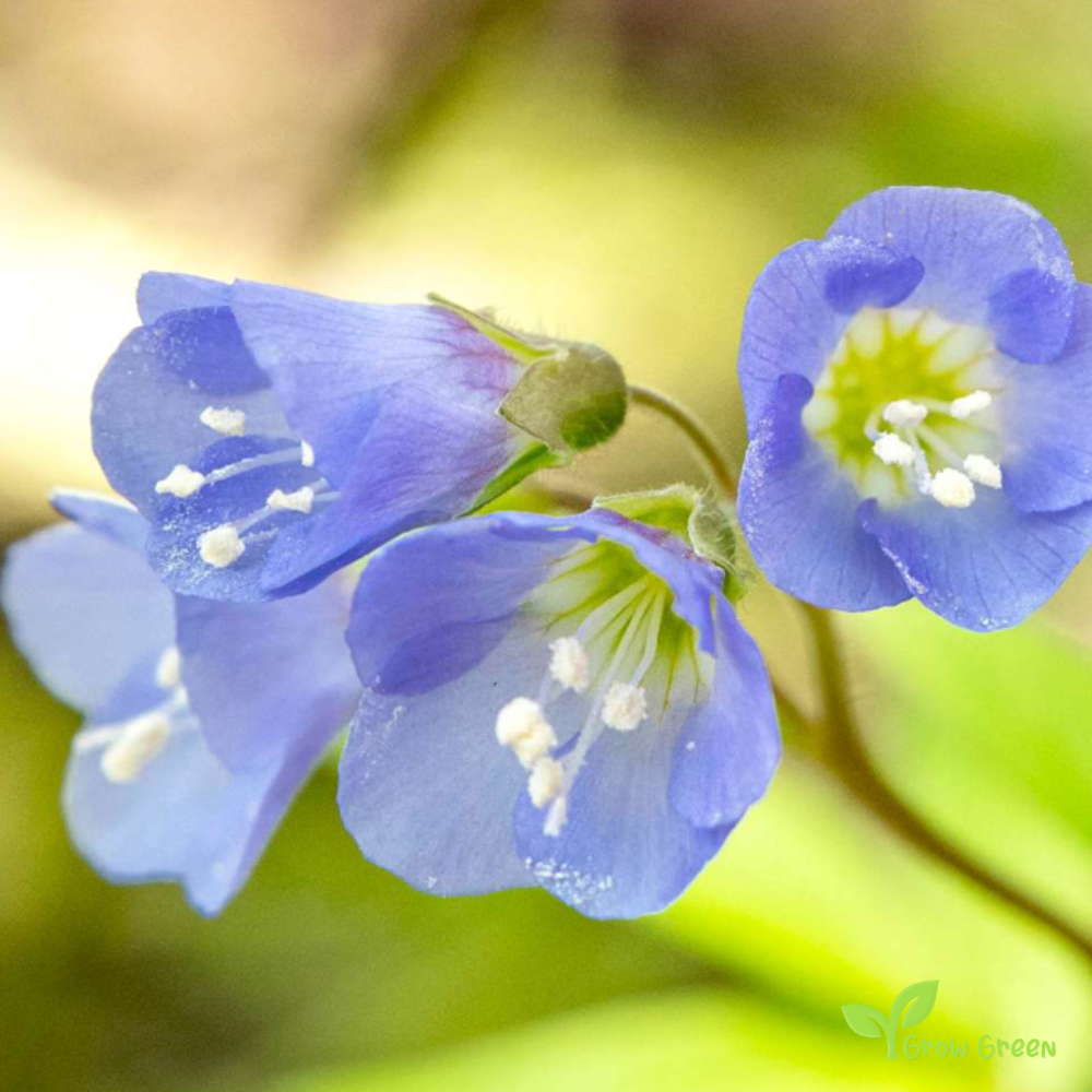 30 seeds of Jacob's Ladder - POLEMONIUM CAERULEUM + Gift 5 seeds of Sunflower