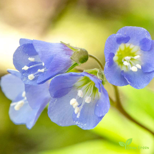 30 seeds of Jacob's Ladder - POLEMONIUM CAERULEUM + Gift 5 seeds of Sunflower