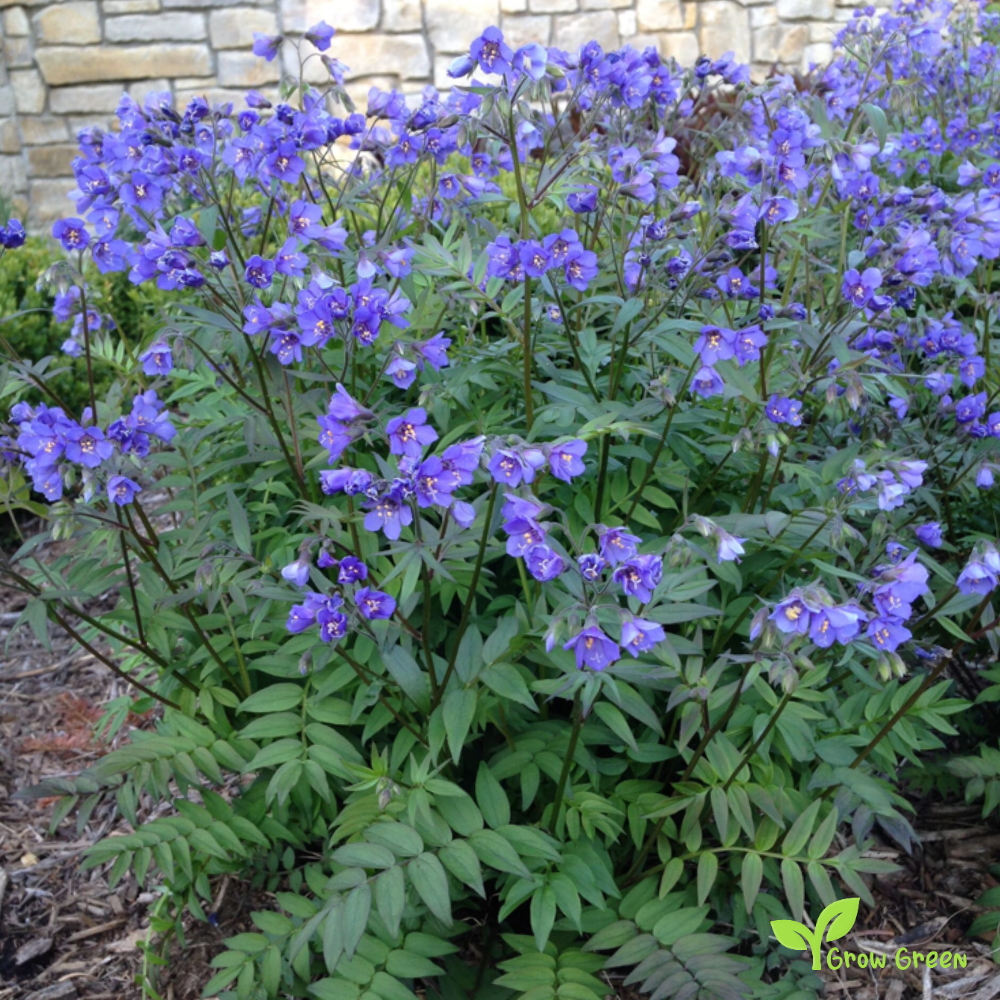 30 seeds of Jacob's Ladder - POLEMONIUM CAERULEUM + Gift 5 seeds of Sunflower