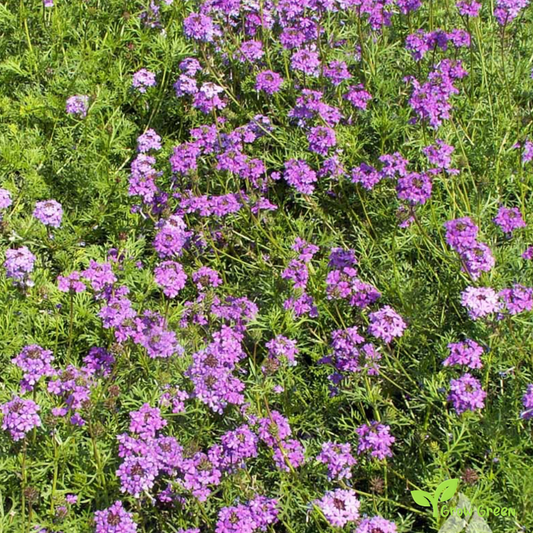 30 seeds of Moss Verbena - VERBENA TENUISECTA VENOSA + Gift 5 seeds of Sunflower