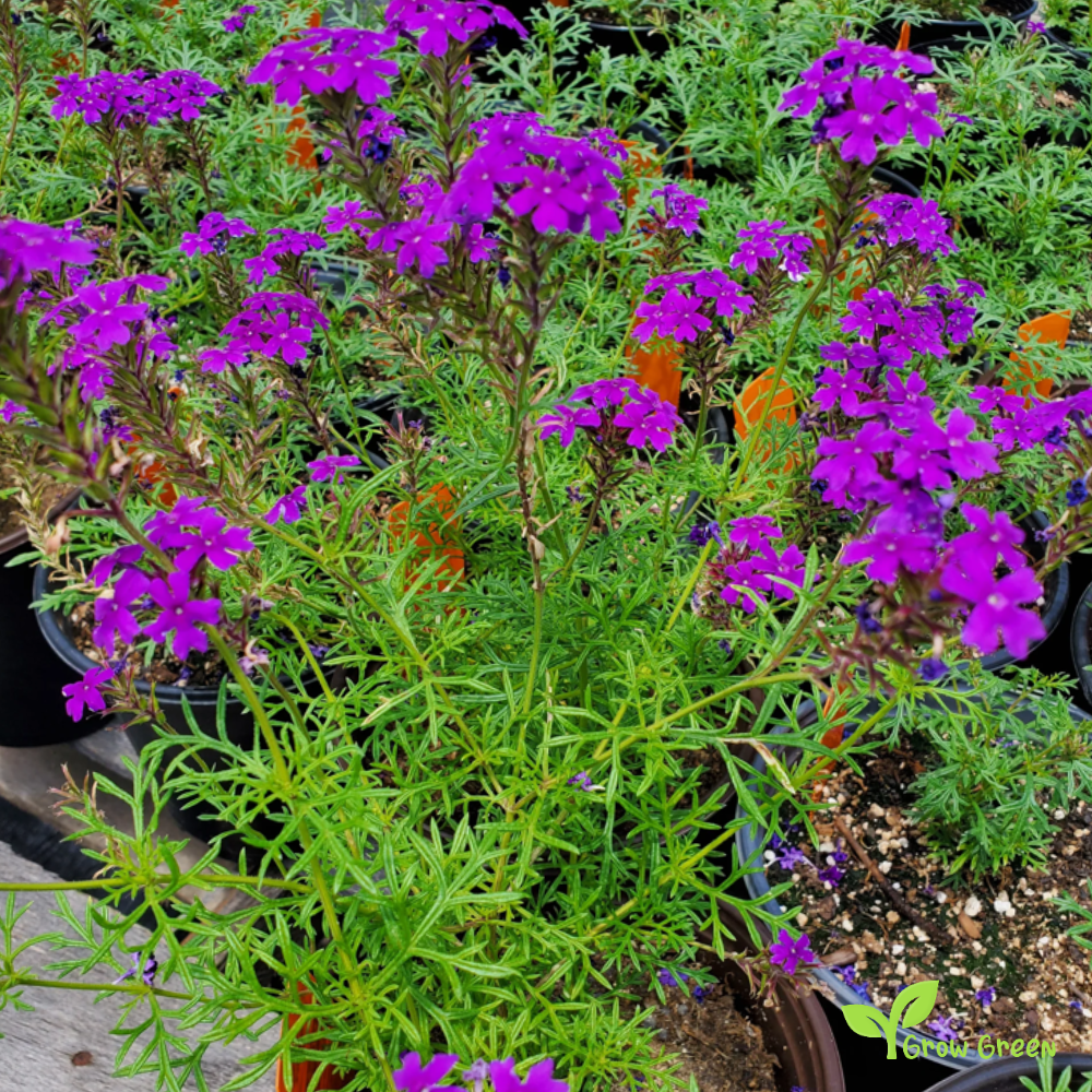 30 seeds of Moss Verbena - VERBENA TENUISECTA VENOSA + Gift 5 seeds of Sunflower