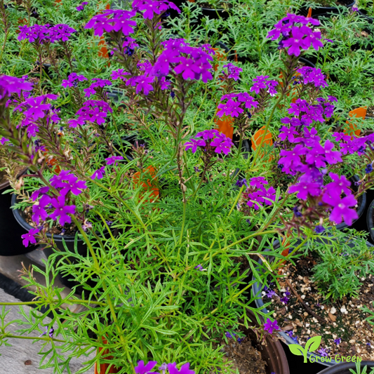 30 seeds of Moss Verbena - VERBENA TENUISECTA VENOSA + Gift 5 seeds of Sunflower