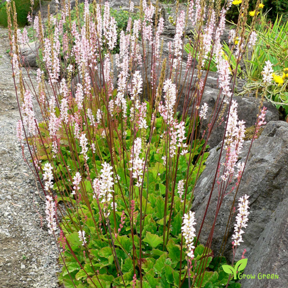 20 seeds of Wedding Flower - FRANCOA SONCHIFOLIA + Gift 5 seeds of Sunflower