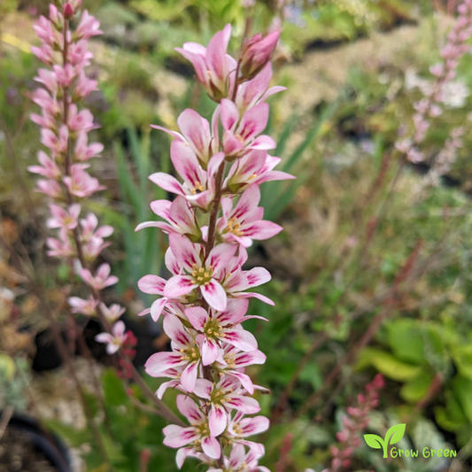 20 seeds of Wedding Flower - FRANCOA SONCHIFOLIA + Gift 5 seeds of Sunflower