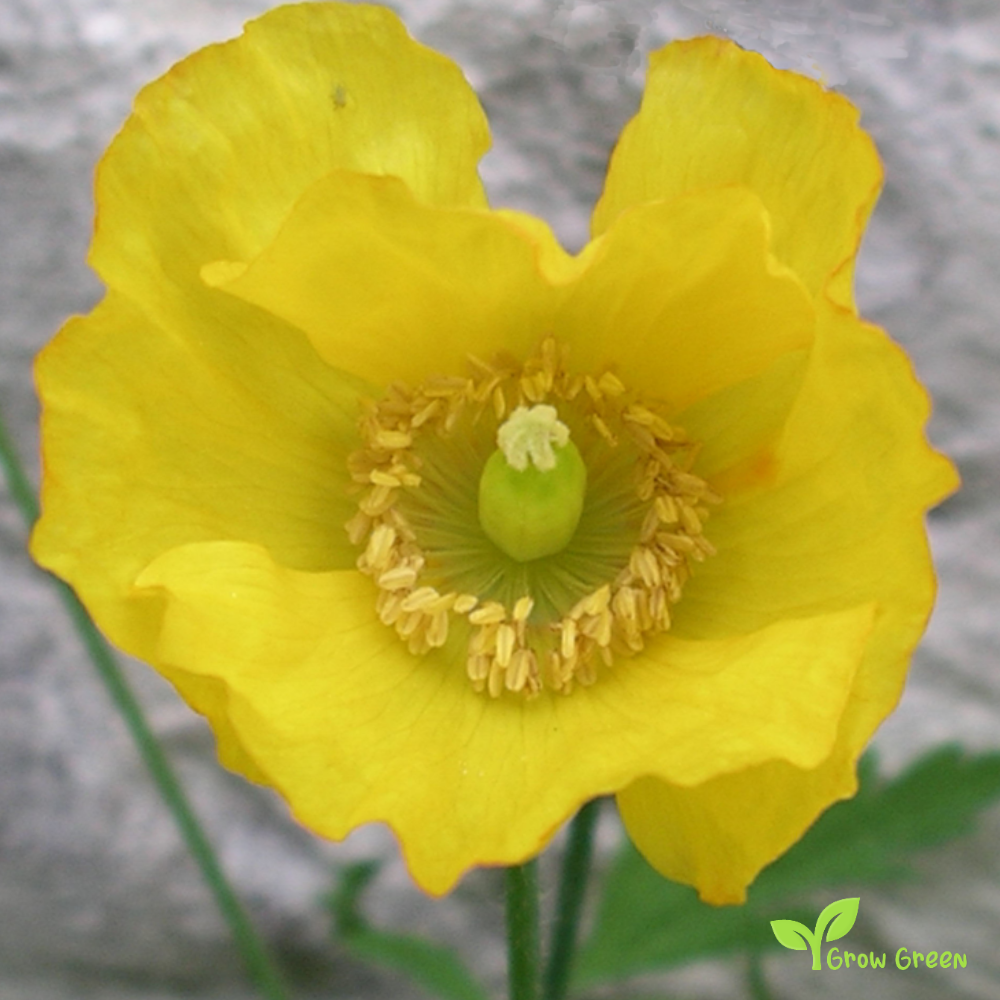 10 seeds of Welsh Poppy - MECONOPSIS CAMBRICA - Papaver + Gift 5 seeds of Sunflower