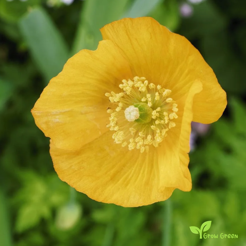10 seeds of Welsh Poppy - MECONOPSIS CAMBRICA - Papaver + Gift 5 seeds of Sunflower