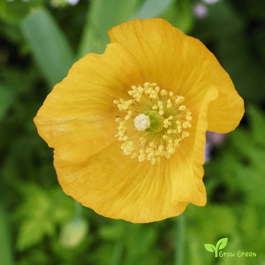 10 seeds of Welsh Poppy - MECONOPSIS CAMBRICA - Papaver + Gift 5 seeds of Sunflower