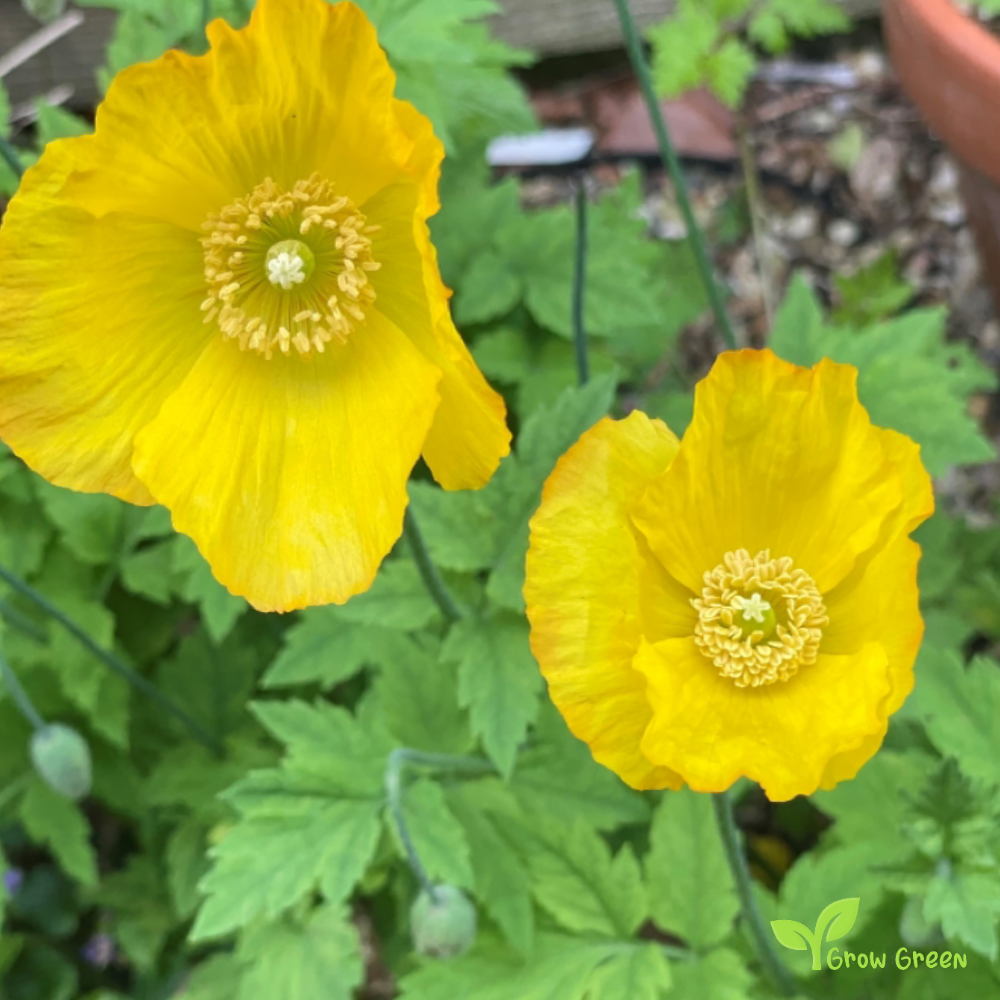 10 seeds of Welsh Poppy - MECONOPSIS CAMBRICA - Papaver + Gift 5 seeds of Sunflower
