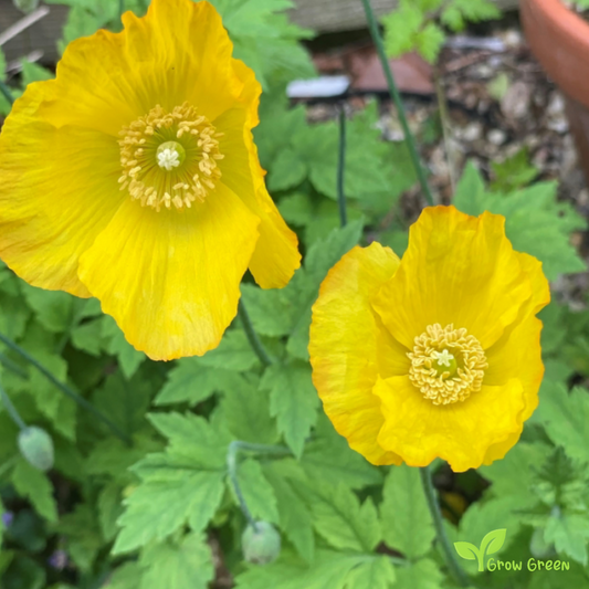 10 seeds of Welsh Poppy - MECONOPSIS CAMBRICA - Papaver + Gift 5 seeds of Sunflower