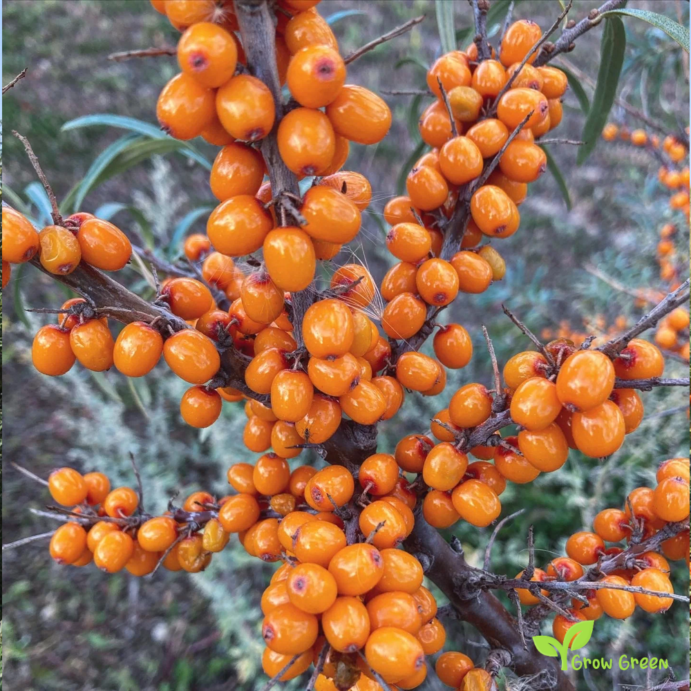 20 seeds of Sea Buckthorn - HIPPOPHAE RHAMNOIDES + Gift 5 seeds of Sunflower