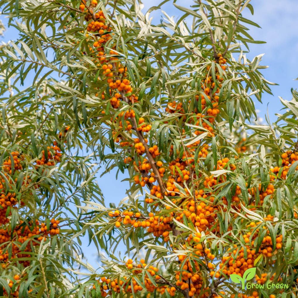 20 seeds of Sea Buckthorn - HIPPOPHAE RHAMNOIDES + Gift 5 seeds of Sunflower