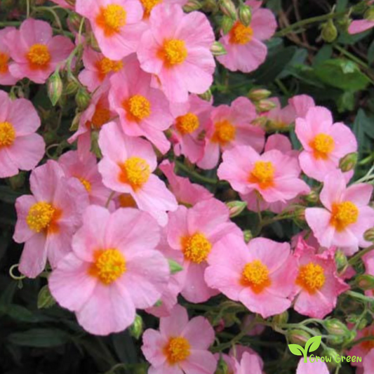 20 seeds of Rock Rose - HELIANTHEMUM MUTABILE + Gift 5 seeds of Sunflower