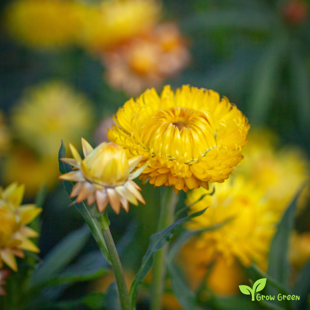 30 seeds of Yellow Strawflower - XEROCHRYSUM BRACTEATUM + Gift 5 seeds of Sunflower