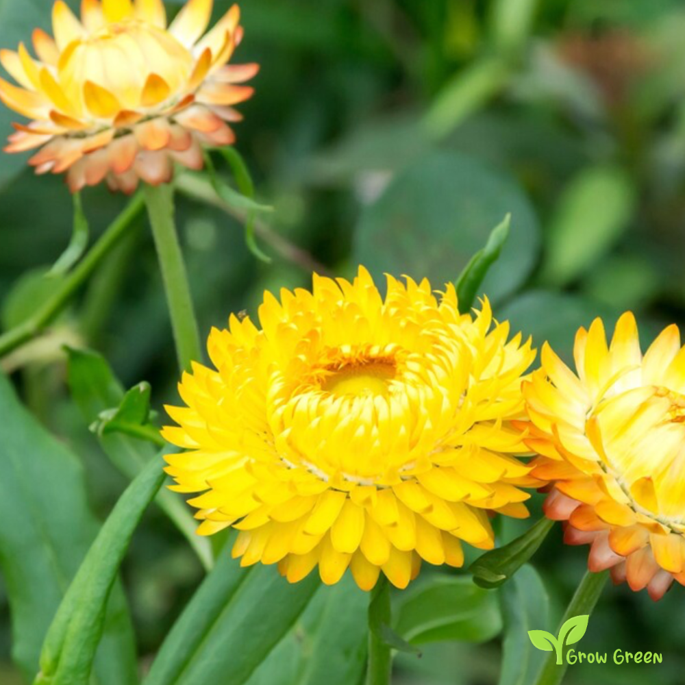 30 seeds of Yellow Strawflower - XEROCHRYSUM BRACTEATUM + Gift 5 seeds of Sunflower
