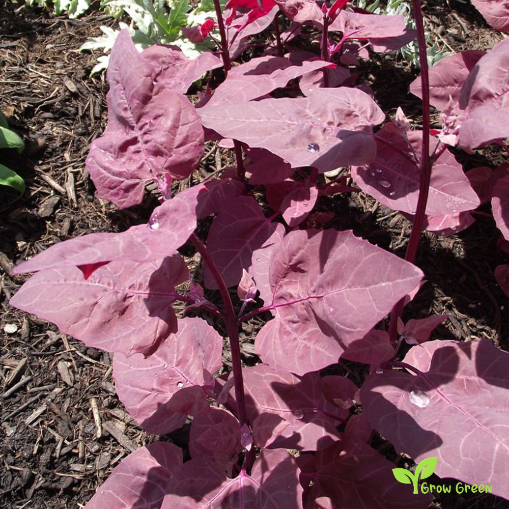 20 seeds of Red Orache - ATRIPLEX HORTENSIS - Mountain Spinach + Gift 5 seeds of Sunflower