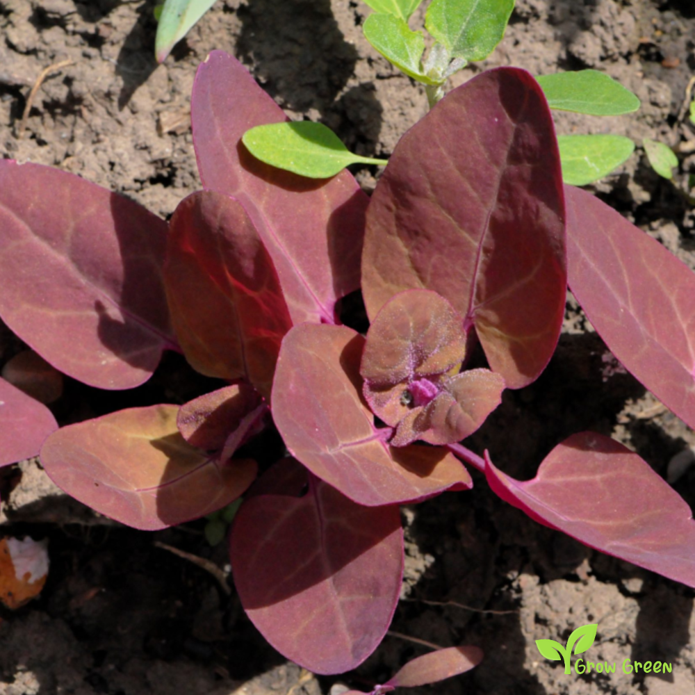 20 seeds of Red Orache - ATRIPLEX HORTENSIS - Mountain Spinach + Gift 5 seeds of Sunflower