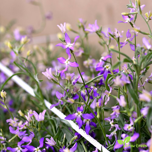 20 seeds of Night Scented Stock - MATTHIOLA LONGIPETALA BICORNIS + Gift 5 seeds of Sunflower