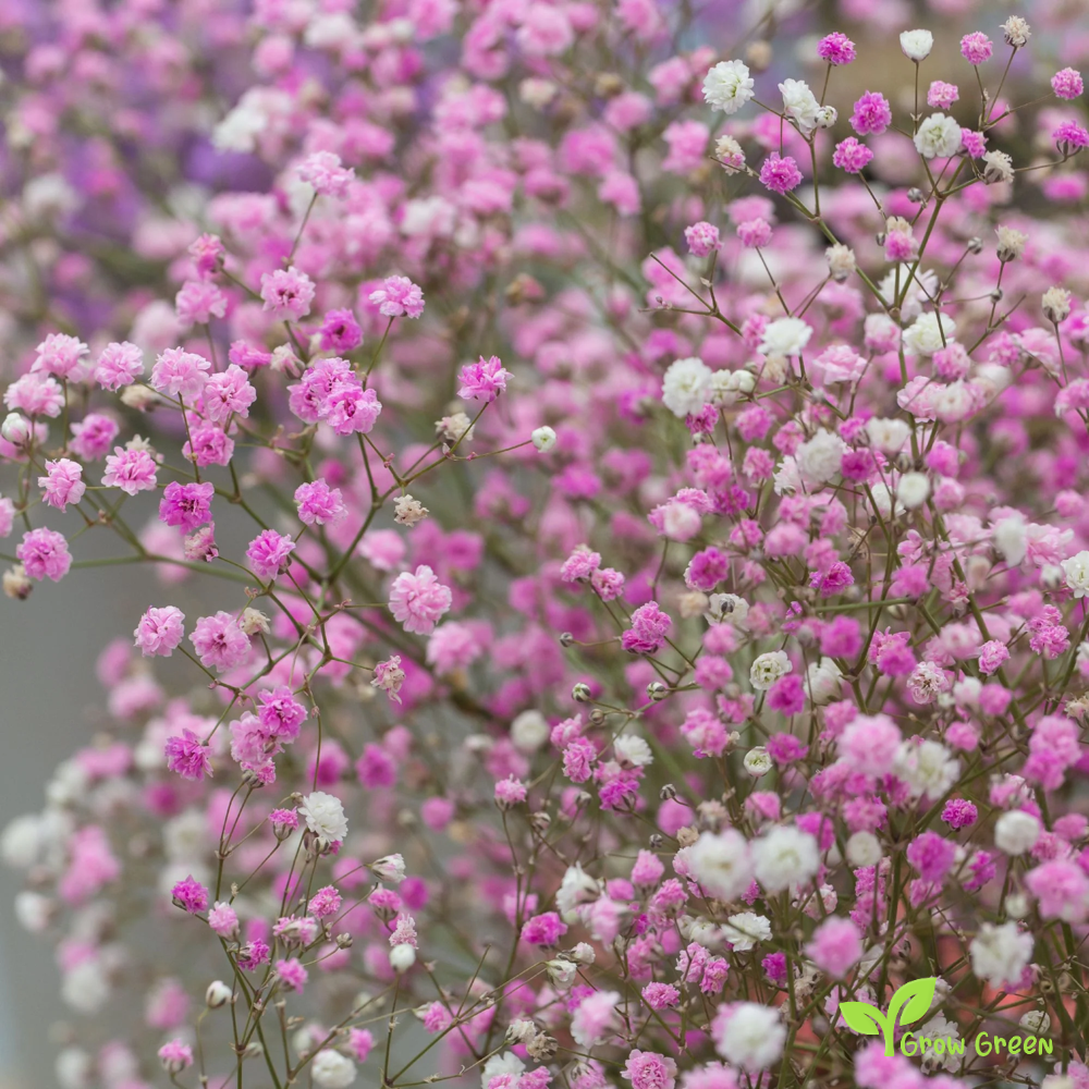20 seeds of Pink Showy Baby's Breath - GYPSOPHILA ELEGANS + Gift 5 seeds of Sunflower