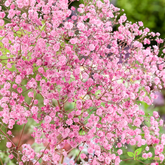 20 seeds of Pink Showy Baby's Breath - GYPSOPHILA ELEGANS + Gift 5 seeds of Sunflower