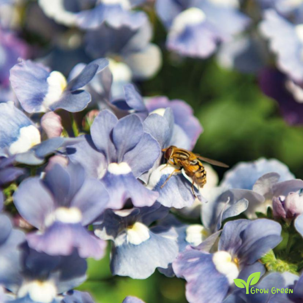 20 seeds of Nemesia Bue & White - NEMESIA STRUMOSA + Gift 5 seeds of Sunflower