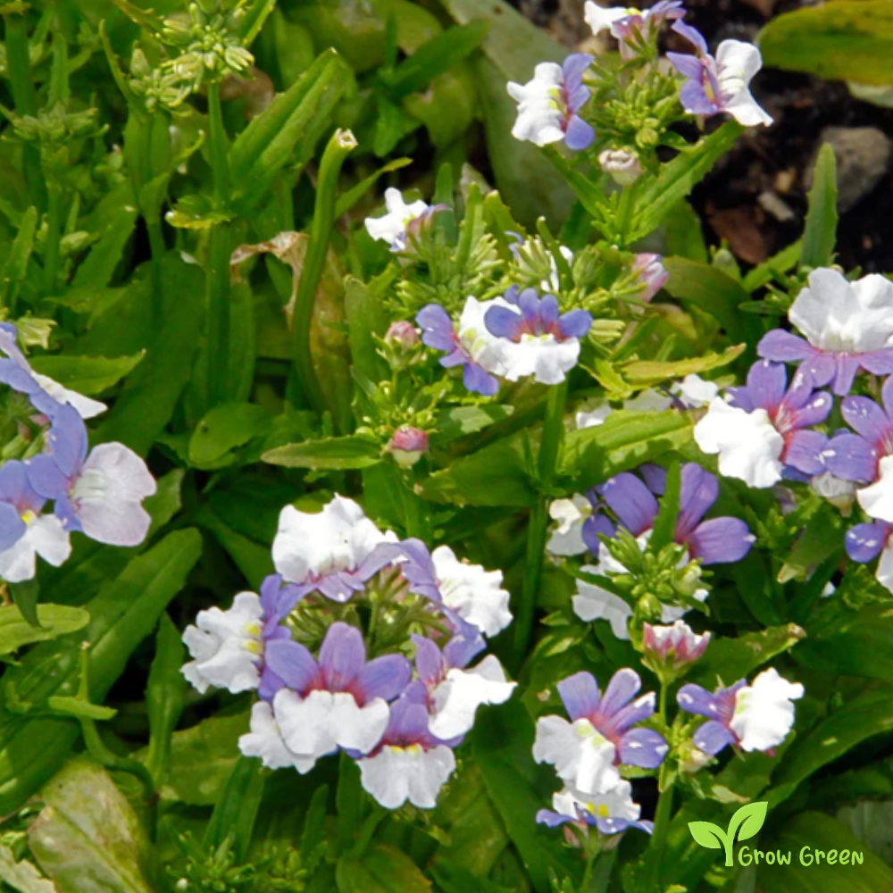 20 seeds of Nemesia Bue & White - NEMESIA STRUMOSA + Gift 5 seeds of Sunflower