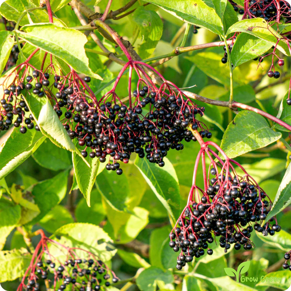 20 seeds of Black Elderberry - SAMBUCUS NIGRA + Gift 5 seeds of Sunflower