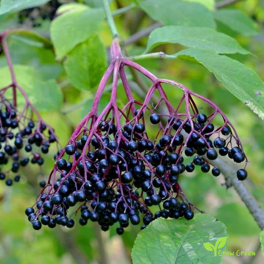 20 seeds of Black Elderberry - SAMBUCUS NIGRA + Gift 5 seeds of Sunflower