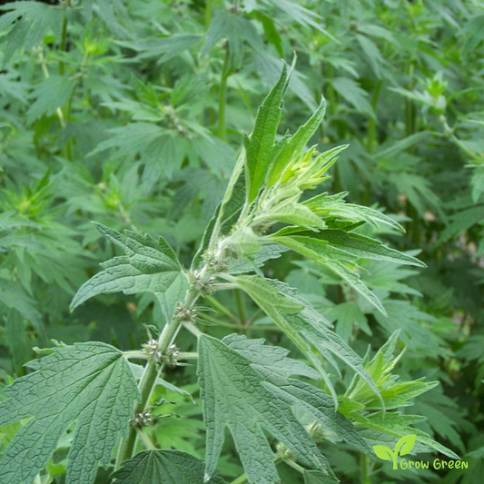 20 seeds of Motherwort - LEONURUS CARDIACA + Gift 5 seeds of Sunflower