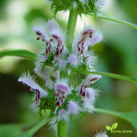20 seeds of Motherwort - LEONURUS CARDIACA + Gift 5 seeds of Sunflower