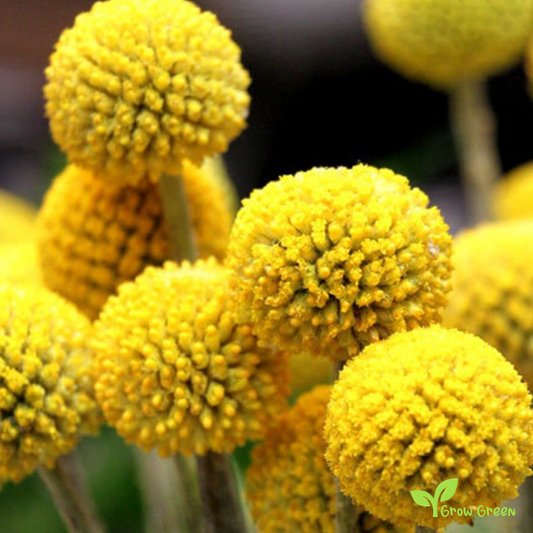 20 seeds of Billy Buttons - CRASPEDIA GLOBOSA - Golf  Beauty + Gift 5 seeds of Sunflower