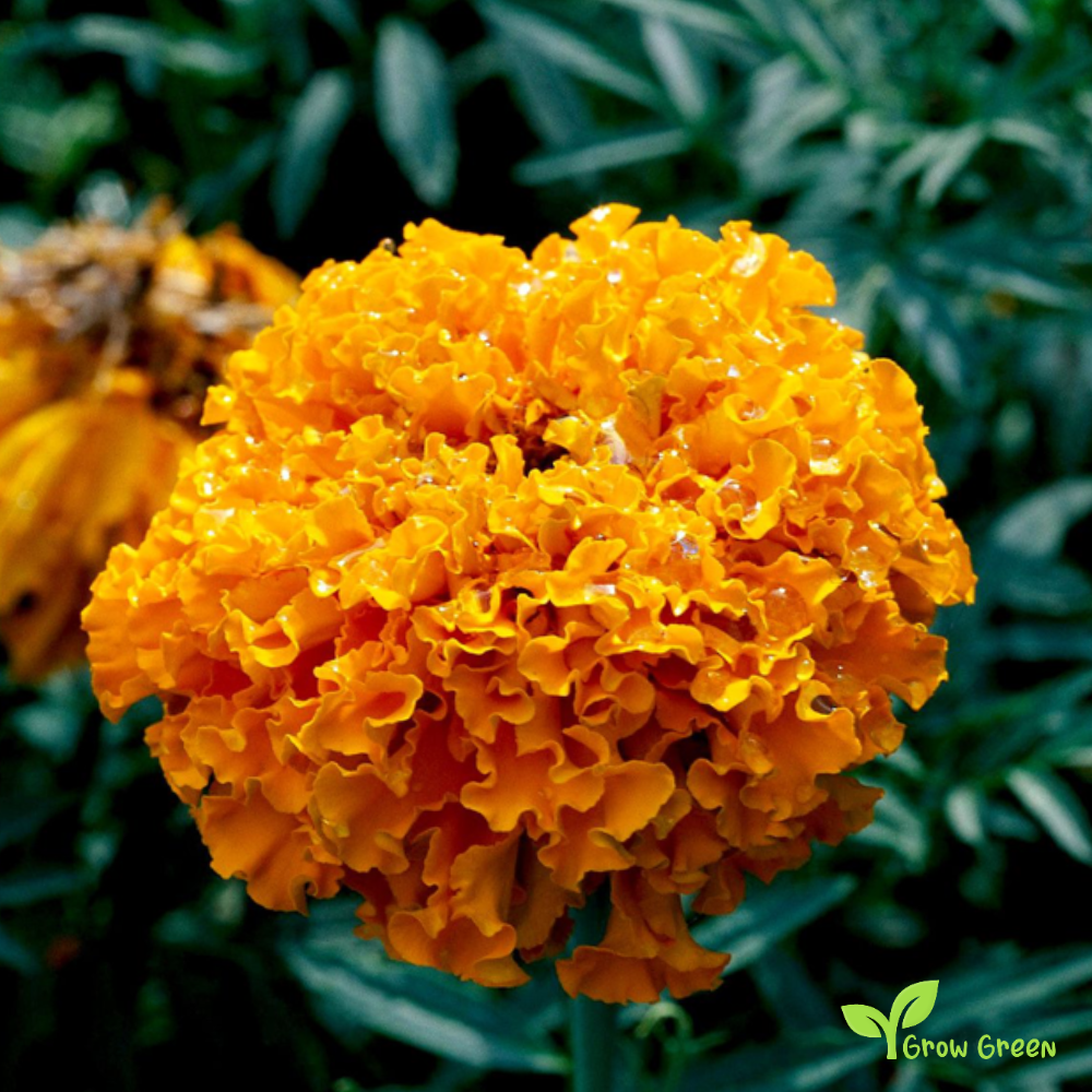 30 seeds of African Marigold - TAGETES ERECTA - Big Marigold + Gift 5 seeds of Sunflower