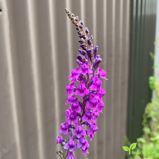 20 seeds of Violet Toadflax - LINARIA VULGARIS + Gift 5 seeds of Sunflower