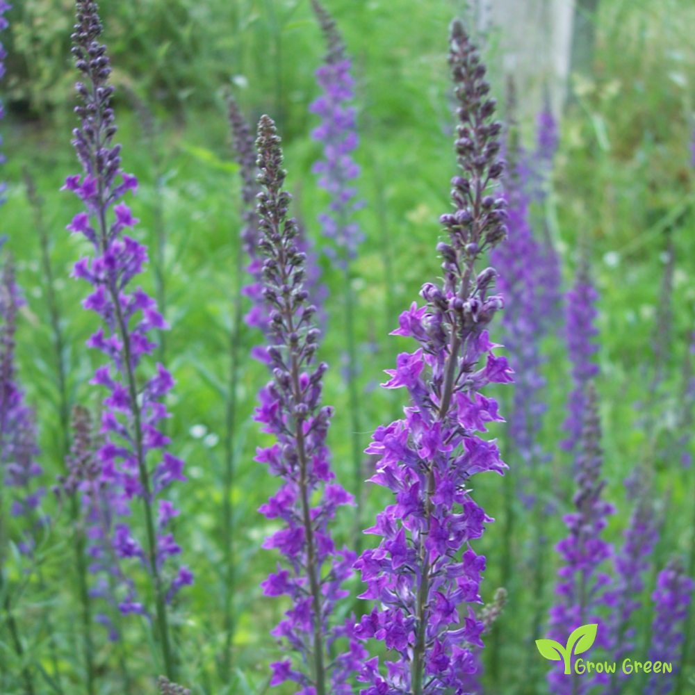 20 seeds of Violet Toadflax - LINARIA VULGARIS + Gift 5 seeds of Sunflower