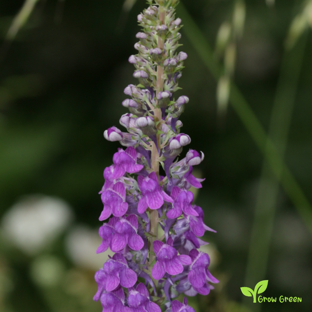 20 seeds of Violet Toadflax - LINARIA VULGARIS + Gift 5 seeds of Sunflower