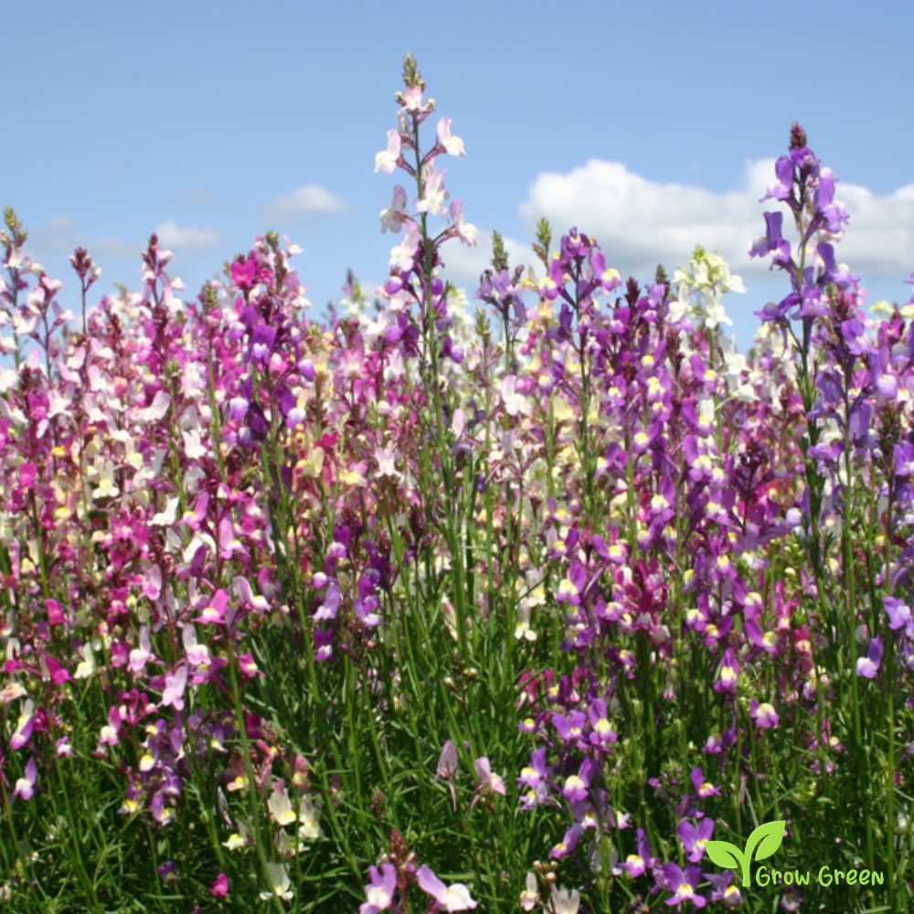 20 seeds of Toadflax - LINARIA VULGARIS + Gift 5 seeds of Sunflower