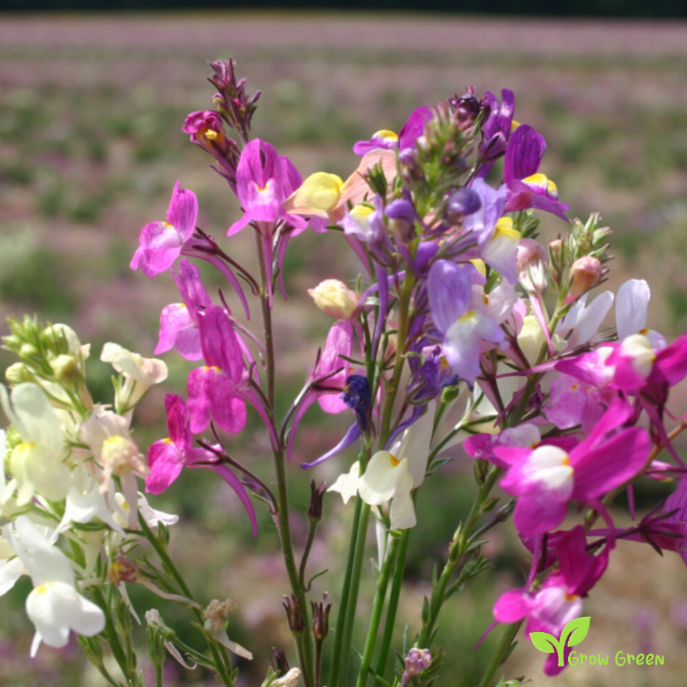 20 seeds of Toadflax - LINARIA VULGARIS + Gift 5 seeds of Sunflower
