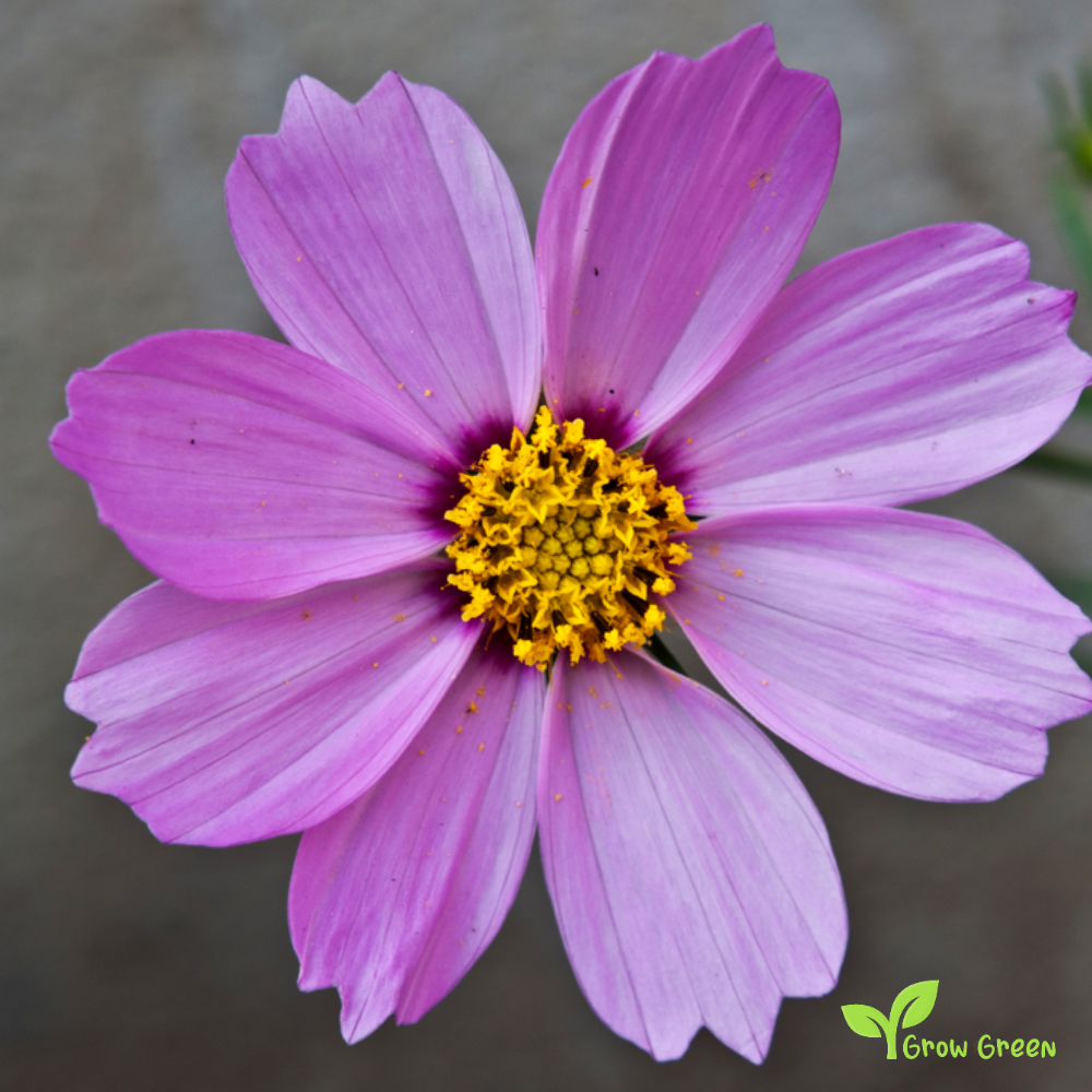 10 seeds of Violet Cosmos - COSMOS BIPINNATUS + Gift 5 seeds of Sunflower