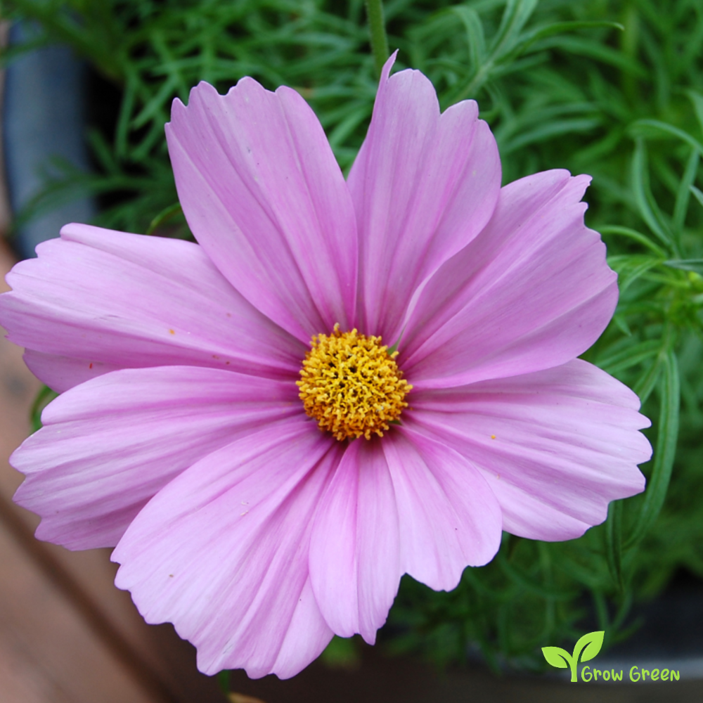 10 seeds of Violet Cosmos - COSMOS BIPINNATUS + Gift 5 seeds of Sunflower