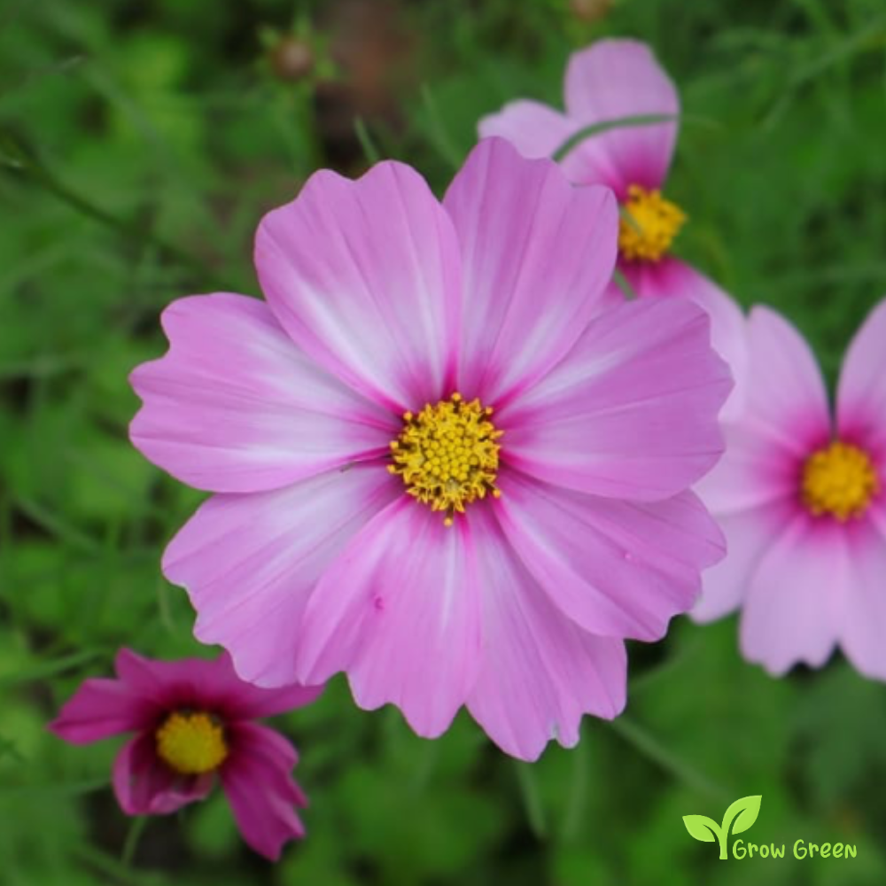 10 seeds of Violet Cosmos - COSMOS BIPINNATUS + Gift 5 seeds of Sunflower