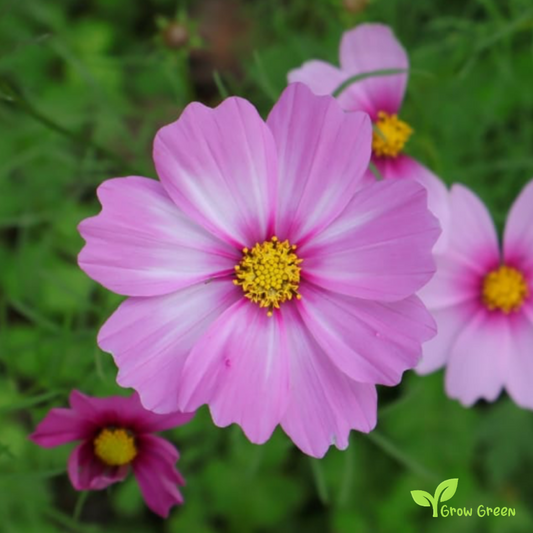 10 seeds of Violet Cosmos - COSMOS BIPINNATUS + Gift 5 seeds of Sunflower