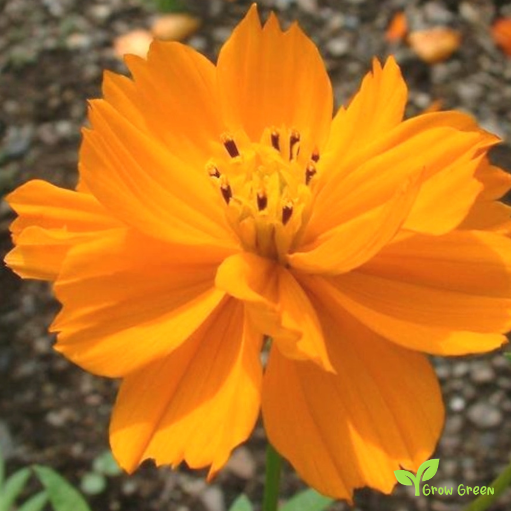 20 seeds of Sulfur Cosmos - COSMOS SULPHUREUS + Gift 5 seeds of Sunflower