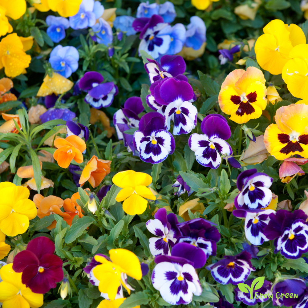 20 seeds of Garden Pansy Rococo - VIOLA WITTROCKIANA + Gift 5 seeds of Sunflower
