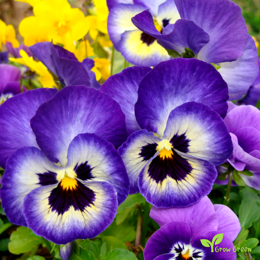 20 seeds of Garden Pansy Rococo - VIOLA WITTROCKIANA + Gift 5 seeds of Sunflower