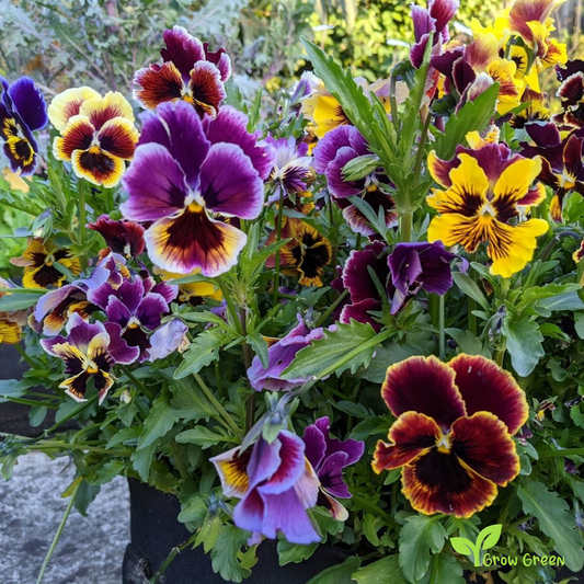 20 seeds of Garden Pansy Rococo - VIOLA WITTROCKIANA + Gift 5 seeds of Sunflower
