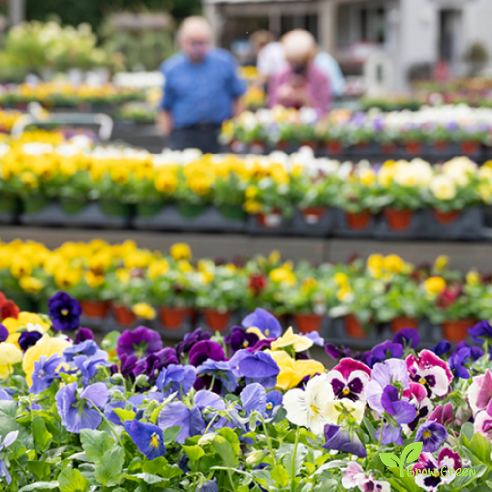 20 seeds of Garden Pansy Mix - VIOLA WITTROCKIANA + Gift 5 seeds of Sunflower