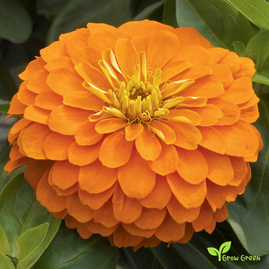 20 seeds of Orange Zinnia - ZINNIA ELEGANS + Gift 5 seeds of Sunflower